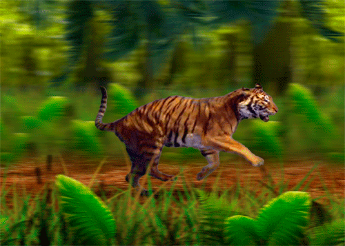 moving Tiger